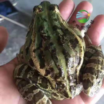 禾牧黑斑蛙的養殖要點分析