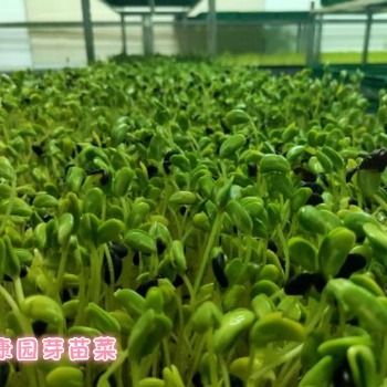 芽苗菜算不算是發芽的蔬菜，它到底有沒有危害人體