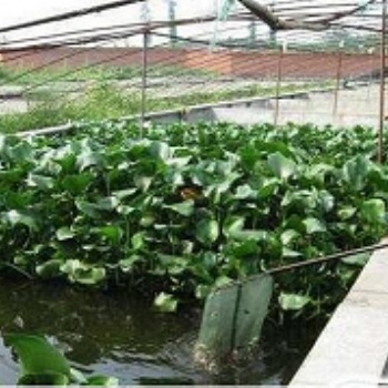 漁添下10號泥鰍 緊跟養殖新動向 潮起致富新浪花！